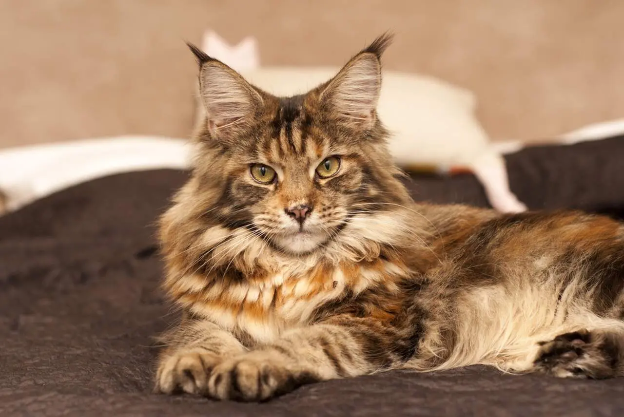 Maine-Coon-lezacy-na-lozku.jpg