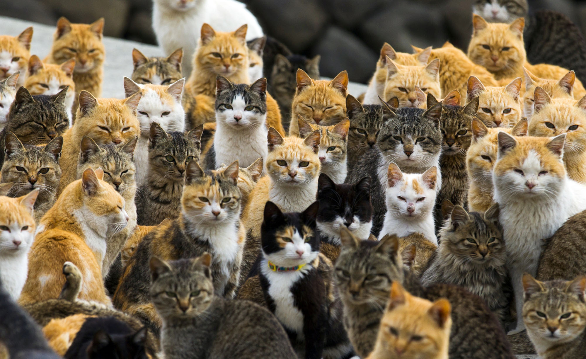 Cats crowd the harbour on Aoshima Island in the Ehime prefecture in southern Japan